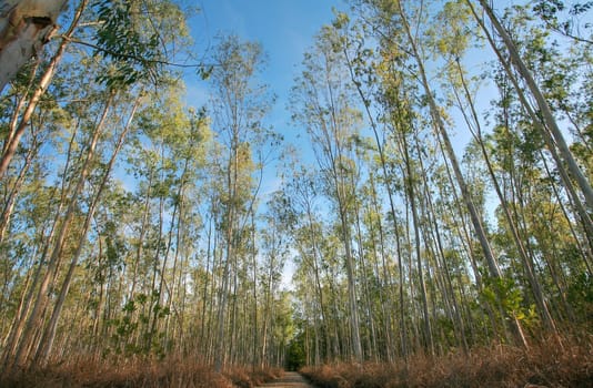 nature tree. pathway in the forest