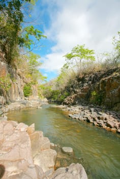 Creek background in jungle forest