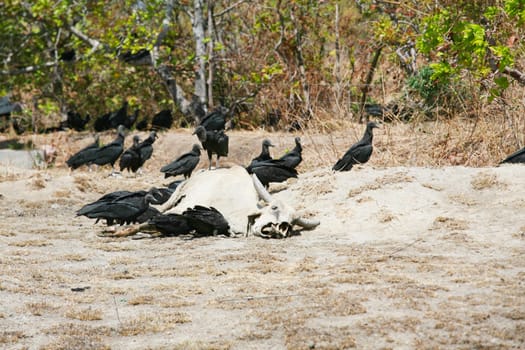 dead cow getting eat by buzzards