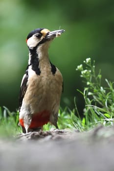 Great spotted woodpecker