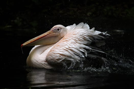 Eastern white pelican