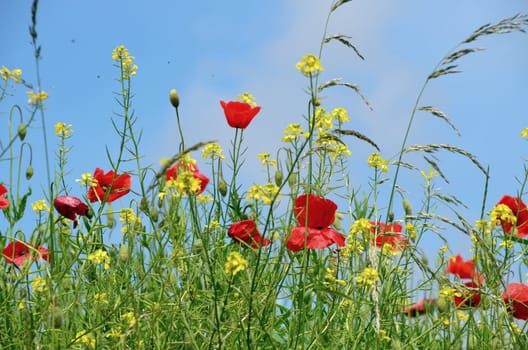 Summer joy