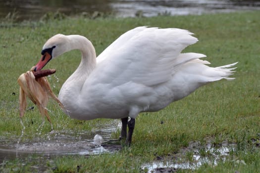 Feeding swan