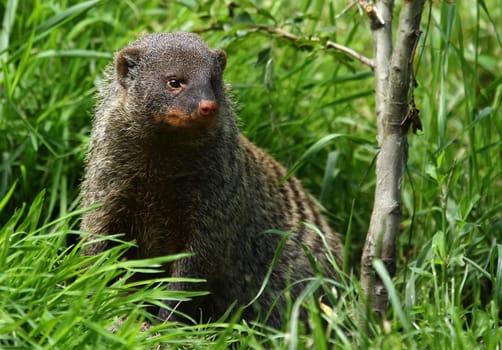 Zebra mongoose