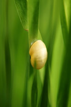 The close-up of the housing of a vineyard snail,which sits between blades of grass.