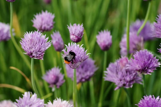 Die Nahaufnahme einer Hummel auf einer Schnittlauchblüte.