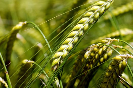 Grain stalks