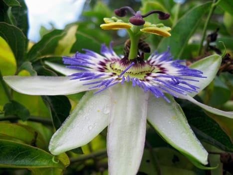 Passiflora in bloom. Brasil maraquja and the bee