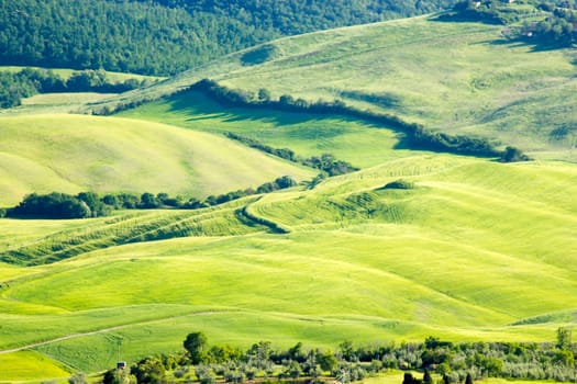Green typical tuscan landscape in spring time