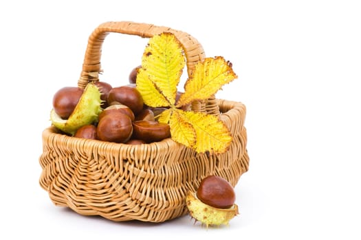 basket full of chestnuts and autumnal leaves