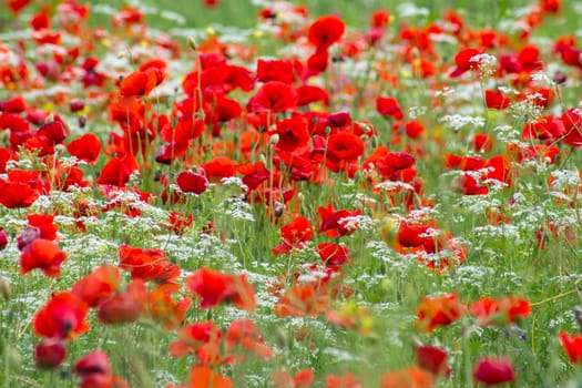 red poppies