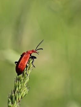 Red-headed fire beetle (Pyrochroa serraticornis)