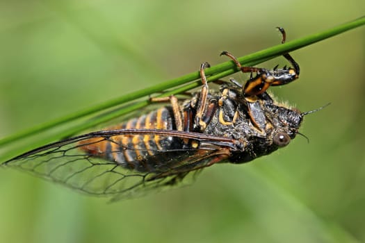 Mountain cicada (Cicadetta montana)