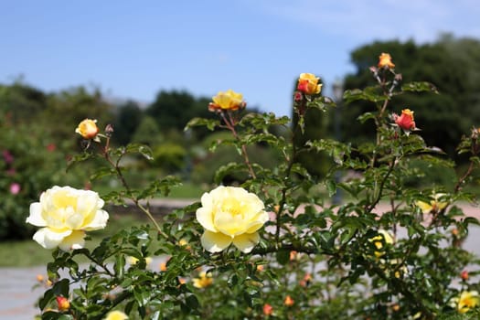 Details of a wonderful rose garden in Lyon.