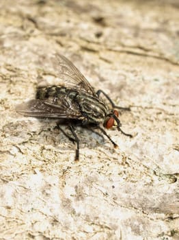 grey meat fly