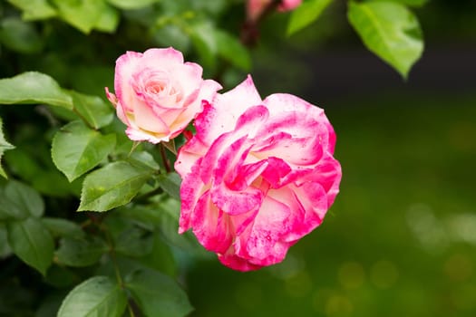 Rose Rose,close-up of the flower on a shrub
