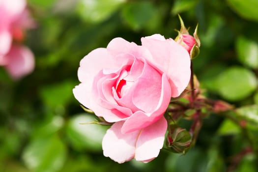 Rose Rose,close-up of the flower on a shrub