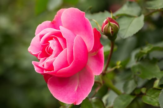 Rose Rose,close-up of the flower on a shrub