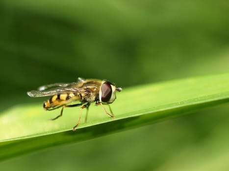 Hoverfly
