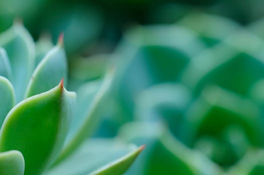 aeonium