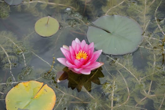 water lily
