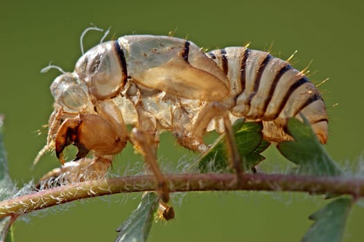 Exuvia of a mountain cicada (Cicadetta montana)