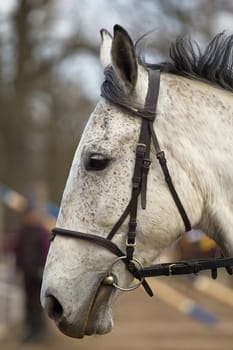 Portrait of white horse head in outdoor