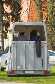 View of two horses in the transport car. One of horses has tail through the back wall of the transport vehicle.