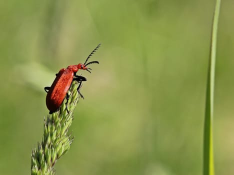 Red-headed fire beetle (Pyrochroa serraticornis)