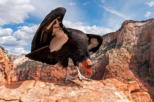California Condor in Zion NP