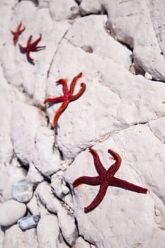 Four red starfish lying on the stone coast