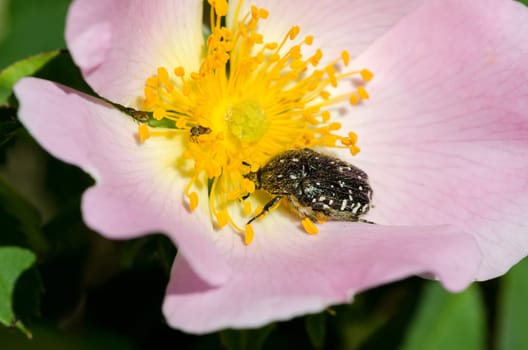 macro picture of a cetonia of a wild rose