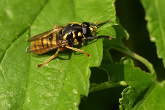 True wasp hoverfly