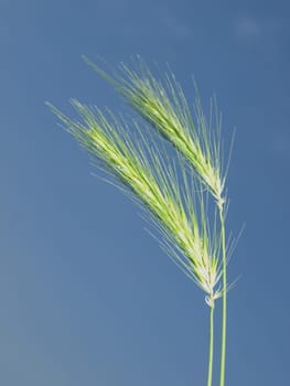 Sedges