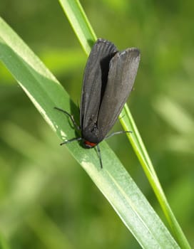 Red-necked footman