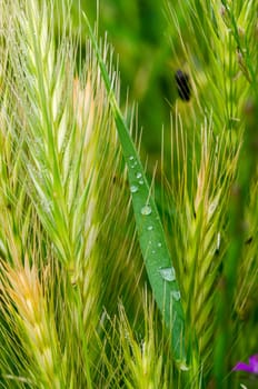 dew drops on the ears in the morning