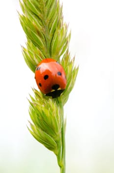 macro picture of a ladybug on a plant