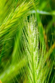 dew drops on the ears in the morning