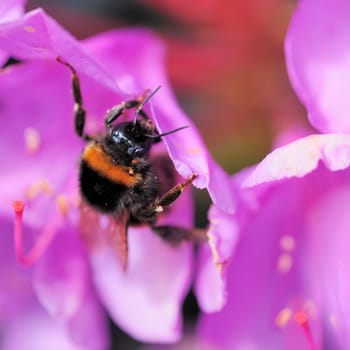 Azalea with bumblebee