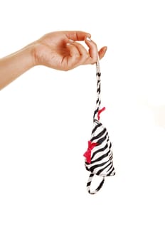 A single hand holding a white and black striped thong panty for  white background.