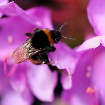 Azalea with bumblebee