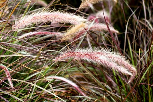 Grass, pink spike