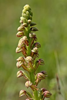 Ohnhorn (Aceras anthropophorum) on the Dörnberg