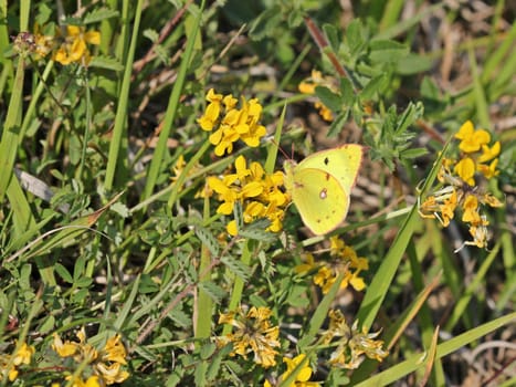 Horseshoe clover (Colias alfacariensis) on horseshoe clover