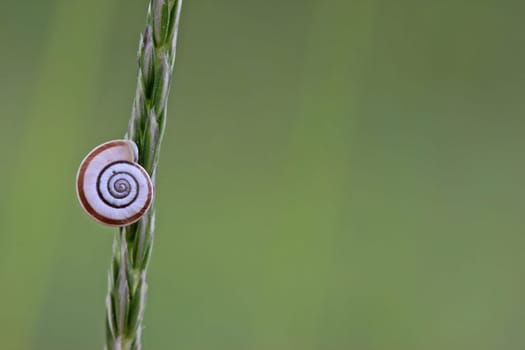 Western heath snail on the Dörnberg