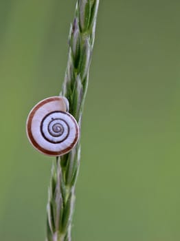 Western heath snail on the Dörnberg