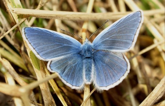 Common blue