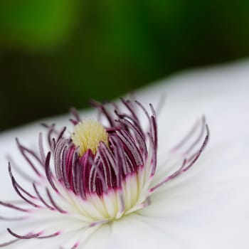 Clematis