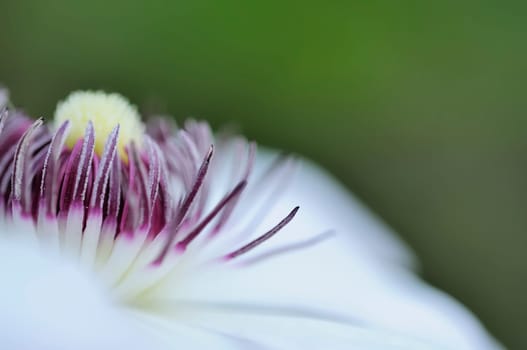 clematis