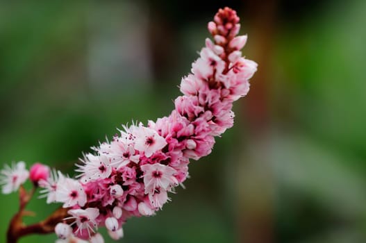 Spotted knotweed